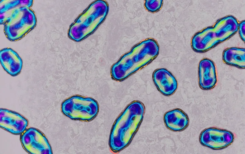 kugas 1