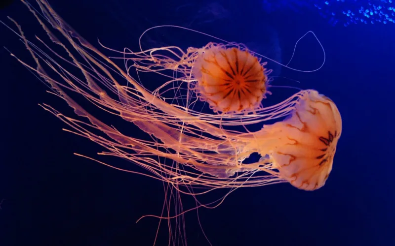 kompas meduze
