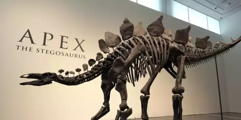 stegosaurus 5
