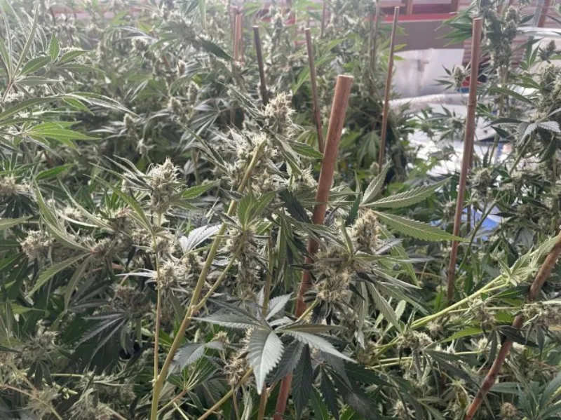 marihuana