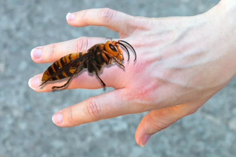 zena-ujed-insekta-strsljen-830x553