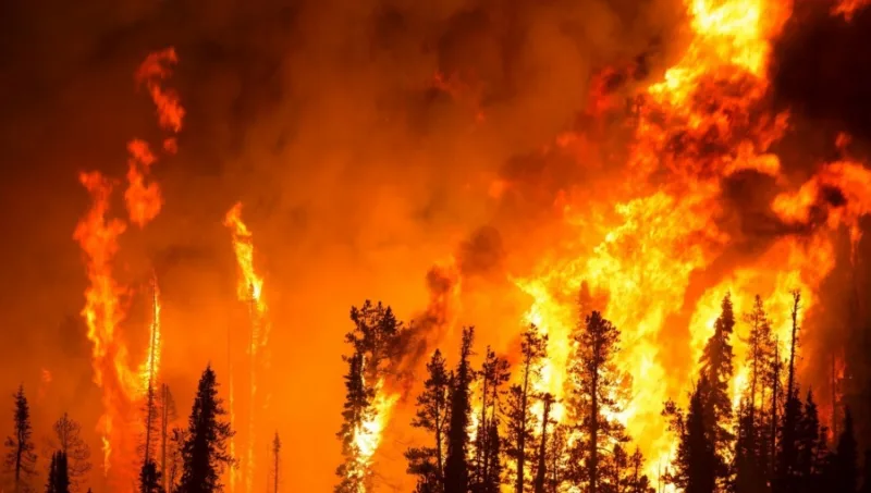 bneGeneric-forest-fire_0