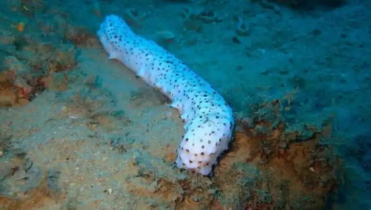trp albino