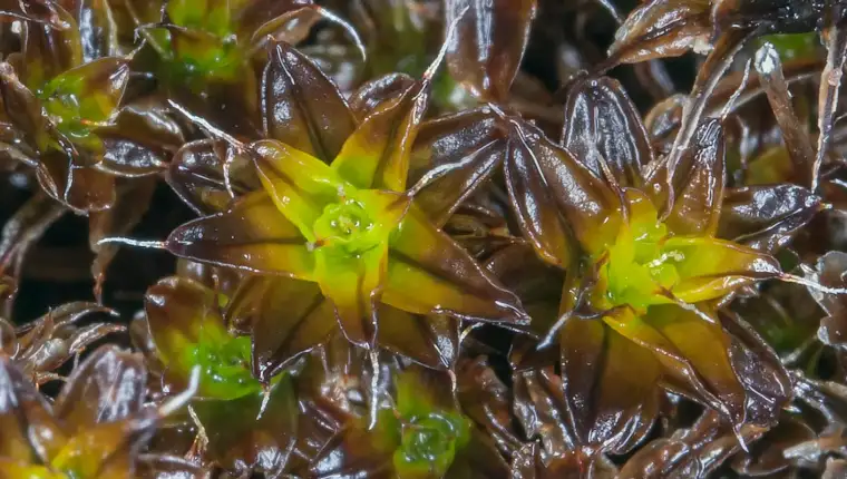Syntrichia caninervis