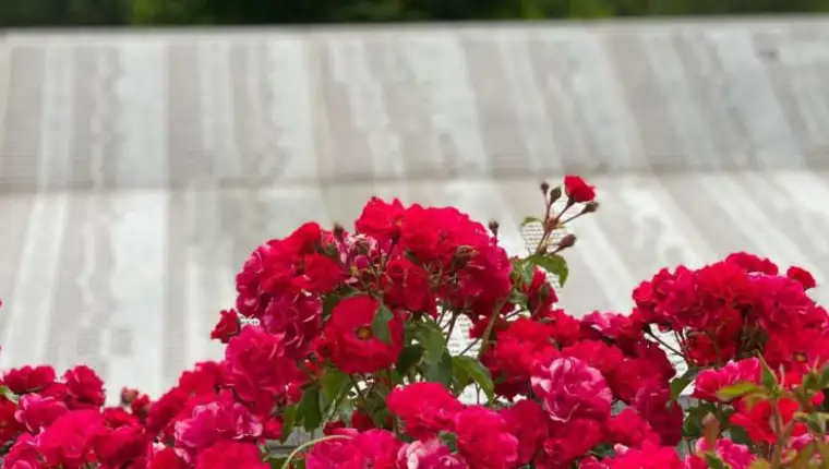 11. juli