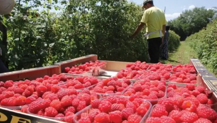 maline