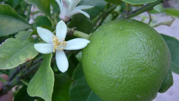 limeta