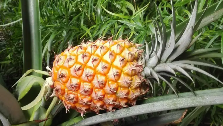 ananas