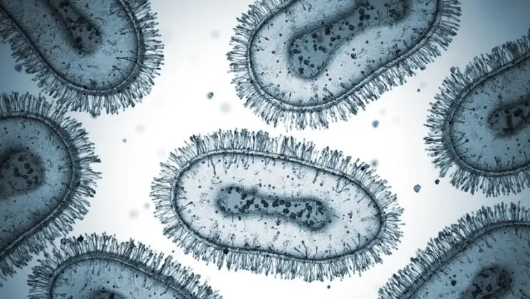 mpox virus majmunske boginje