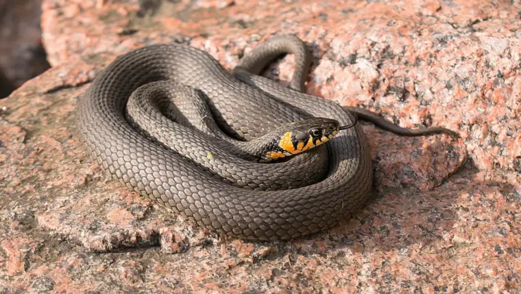 snake-g6b449aae1_1280-1600x1000