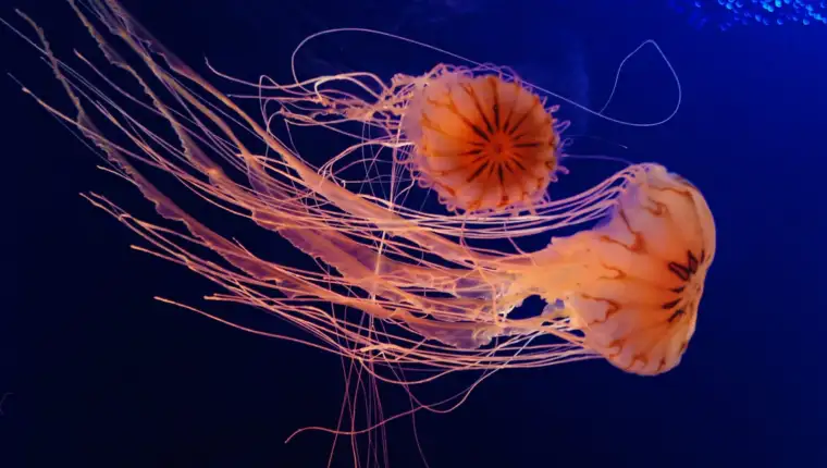 kompas meduze