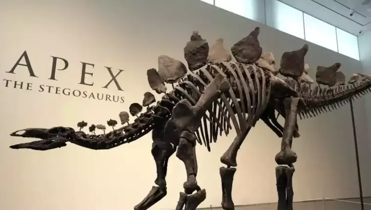 stegosaurus 5