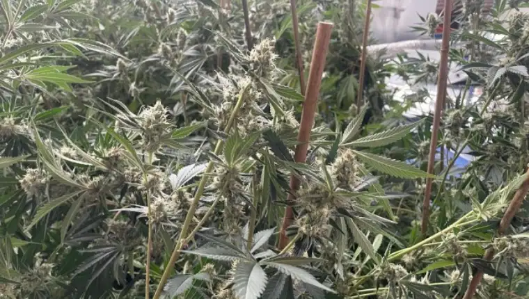 marihuana