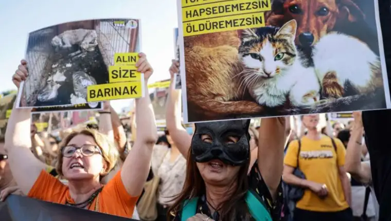 turska protesti psi lutalice