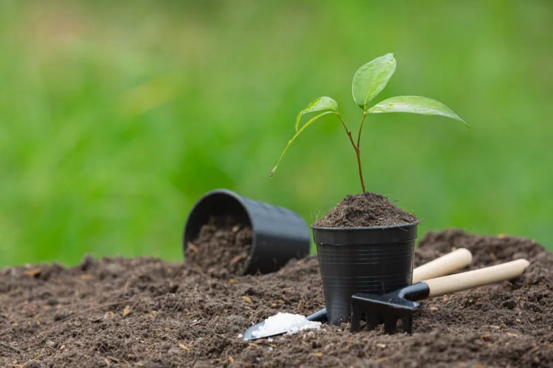 close up picture of the sapling of the plant is growing