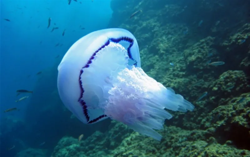 meduze