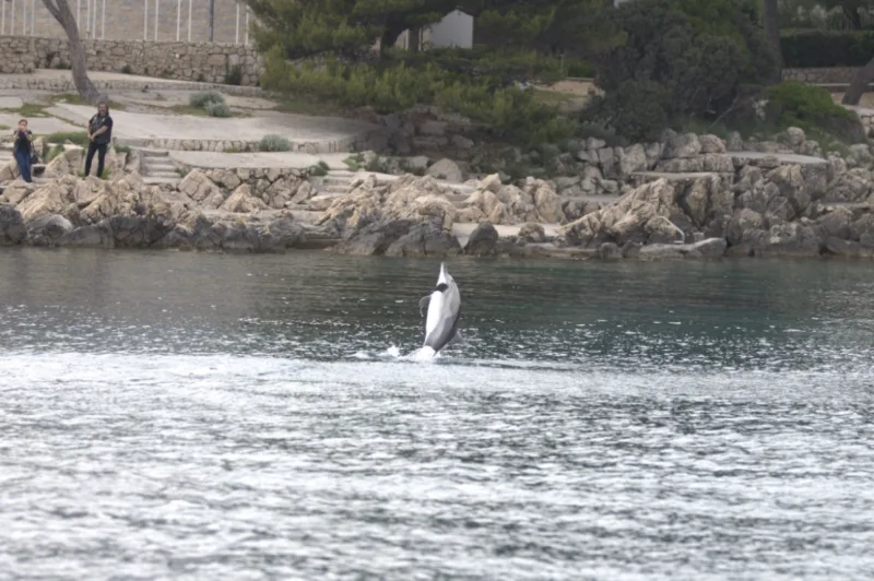 delfin otok krk