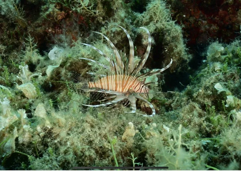 Pterios miles