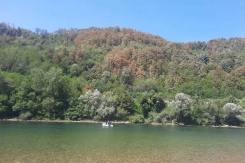 drina