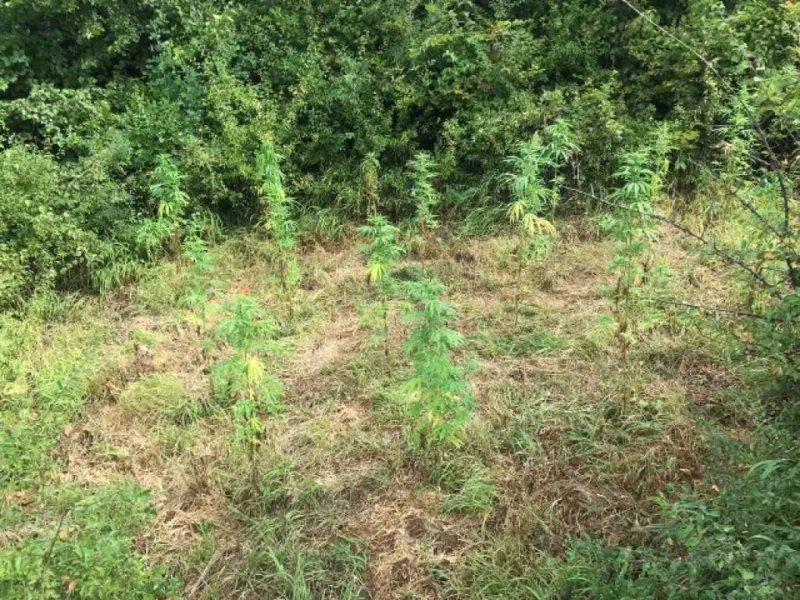 marihuana