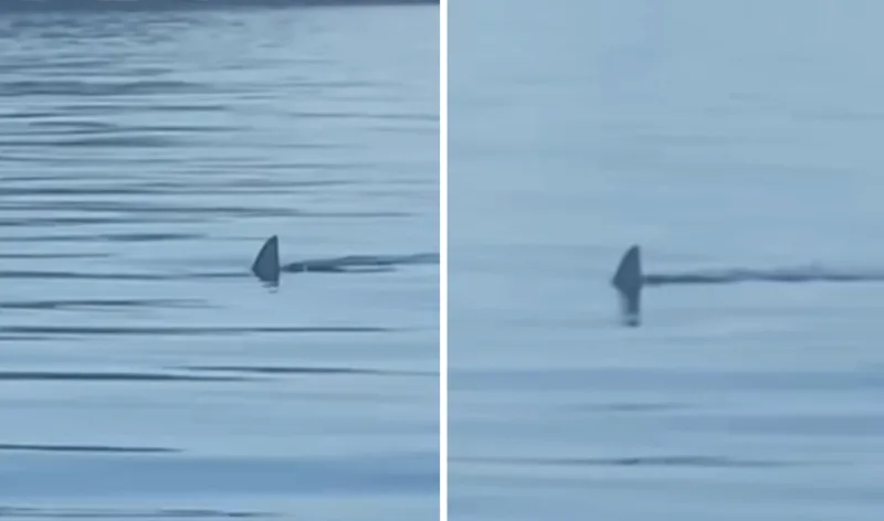 shark 6