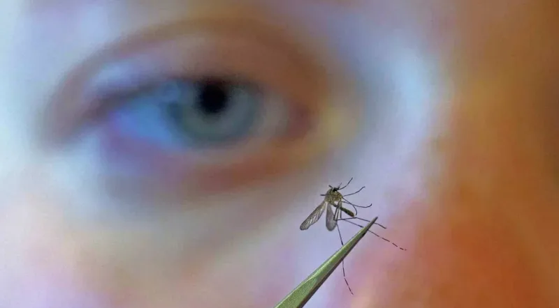komarac Oropouche