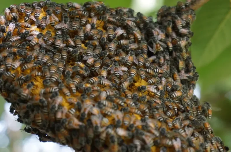 Apis florea