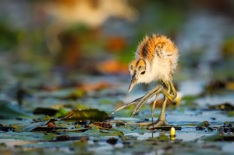 jacana-chick-l
