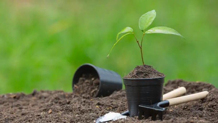 close up picture of the sapling of the plant is growing