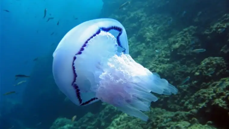 meduze