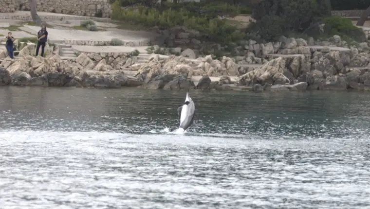 delfin otok krk