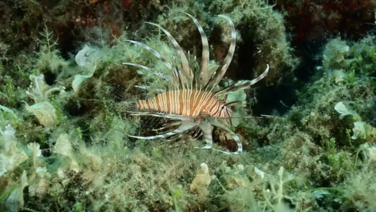 Pterios miles