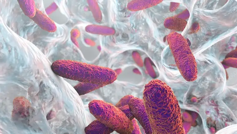 Klebsiella pneumoniae bakterija