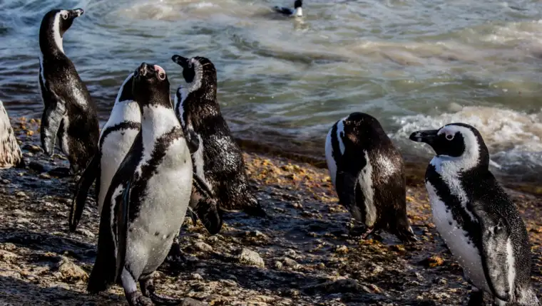 Closeup shot of African Penguins on the shore surrounded by the sea under the sunlight