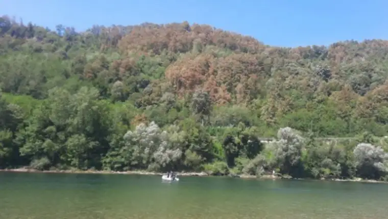 drina