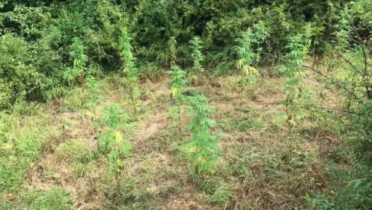 marihuana