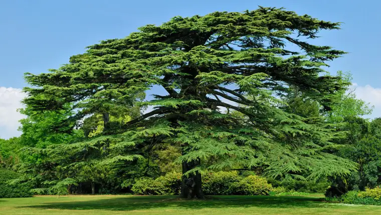 cedar