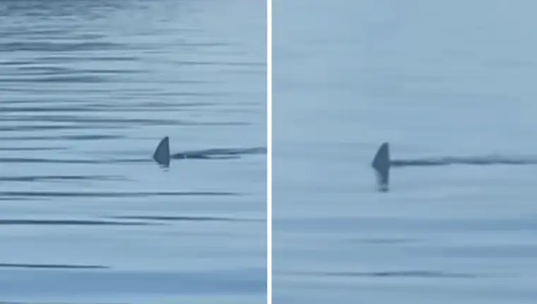shark 6