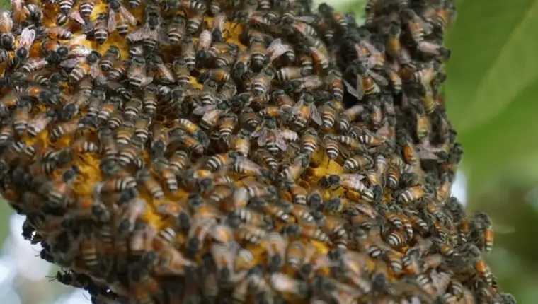 Apis florea