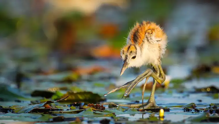 jacana-chick-l