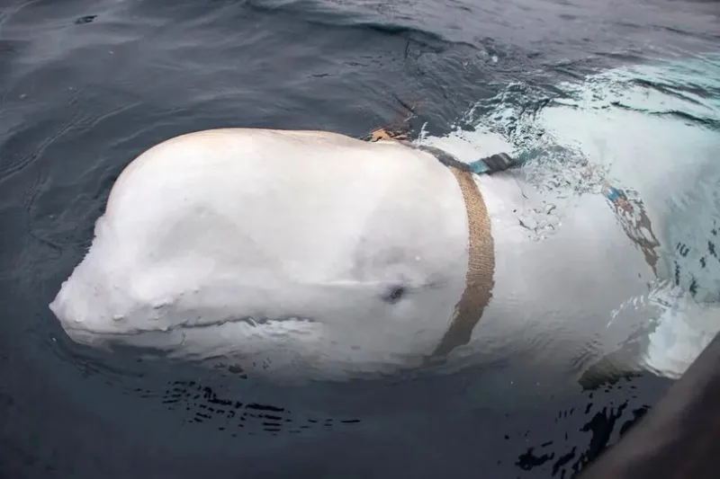 kit beluga hvaldimir
