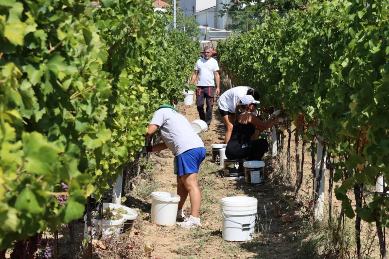 U Brotnju krenula berba grožđa, očekuje se vrhunska kvaliteta vina