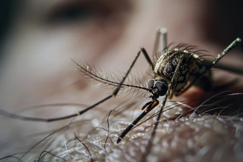 highly-detailed-mosquito