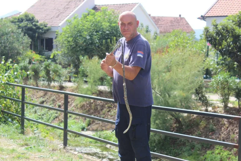 zmije najezda