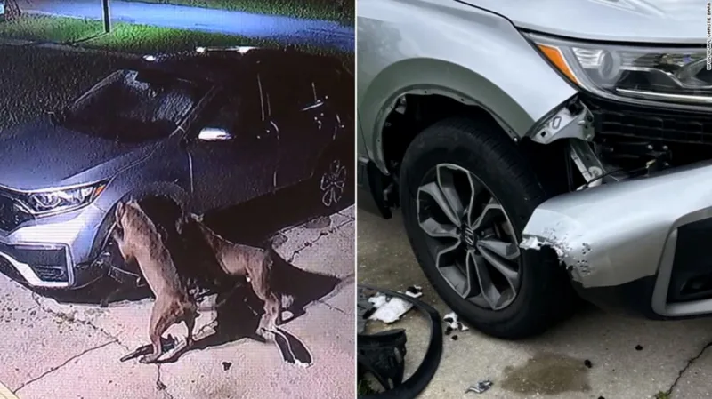 240329093600-dogs-attack-car-split-thumb-vpx