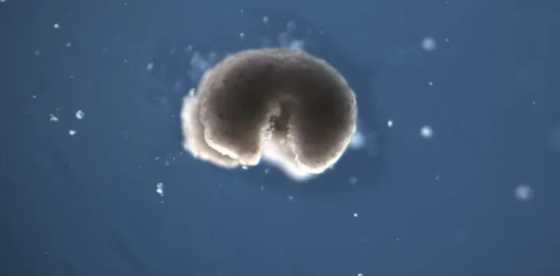 Biobots