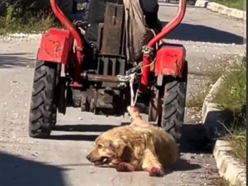 psa vuče traktor