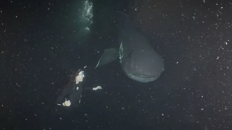 megamouth-shark-l