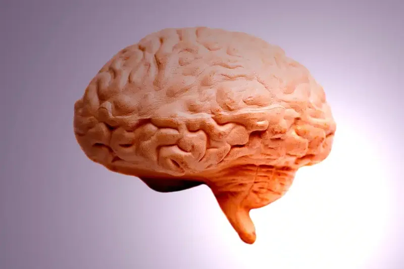 mozak-anatomski-model.jpg