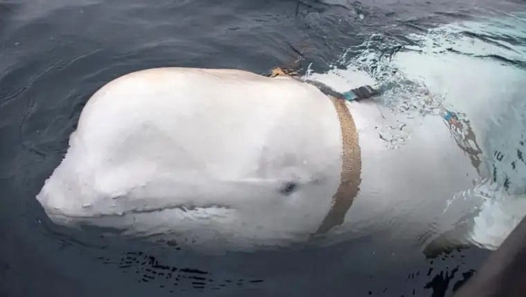 kit beluga hvaldimir